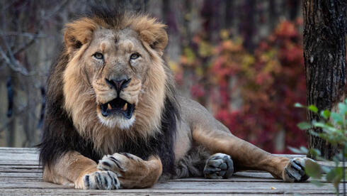 אריה אסייתי