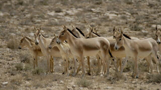 הפראים שהובאו מאיראן לישראל