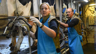 הגיבורים שמרססים עצים וחולבים פרות תחת אש