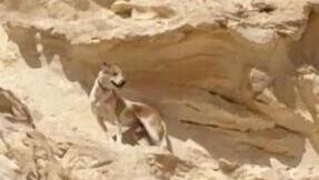 הכלב דייוגו על המצוק