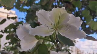 Баухиния белая 