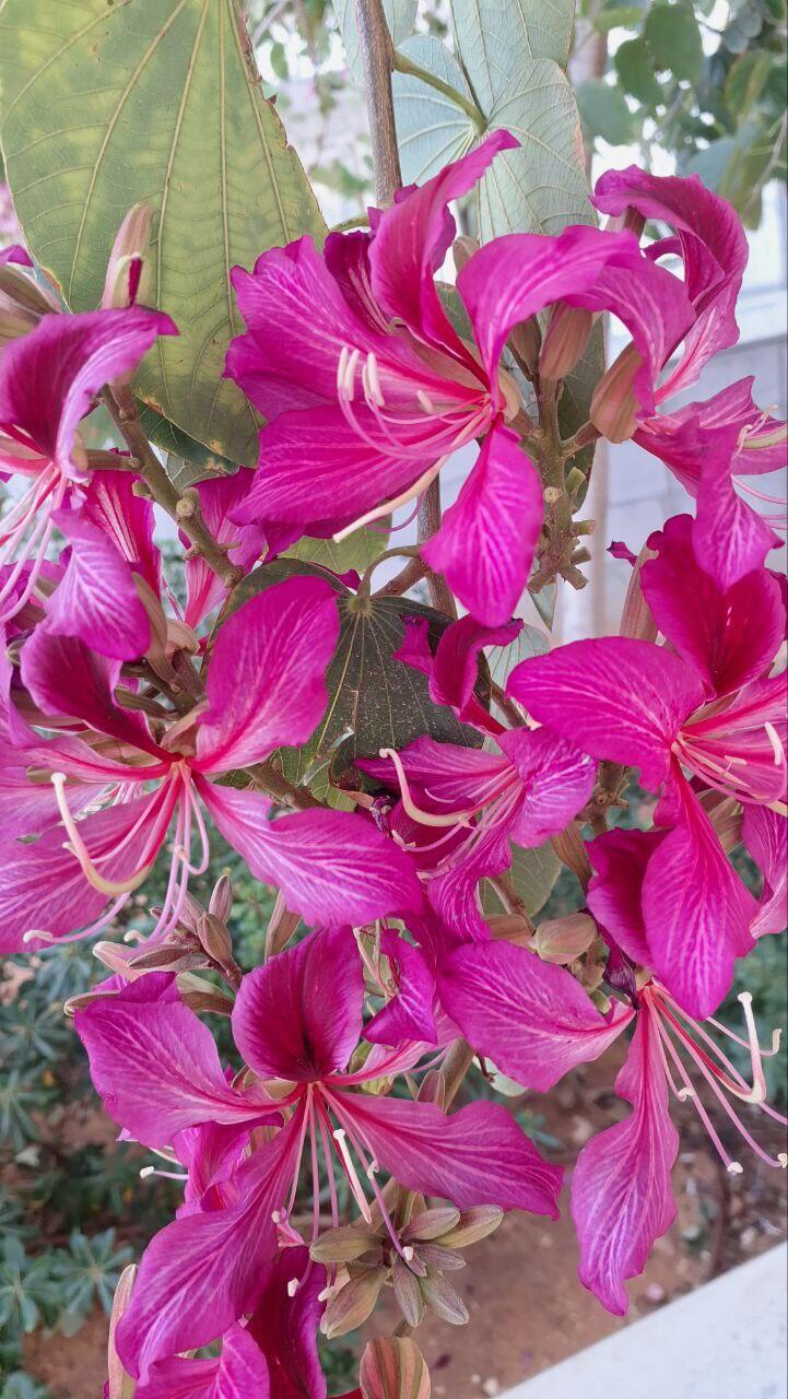 Баухиния пестрая с розовыми цветками (Фото: Анастасия Тадсон) Баухиния розовая