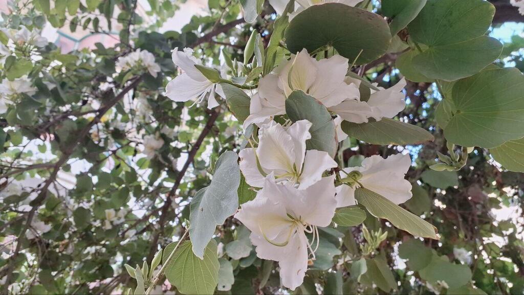 Баухиния белая (Фото: Анастасия Тадсон) Баухиния белая
