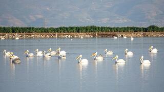 שקנאים בעמק המעיינות. חגיגה לחובבי צילום