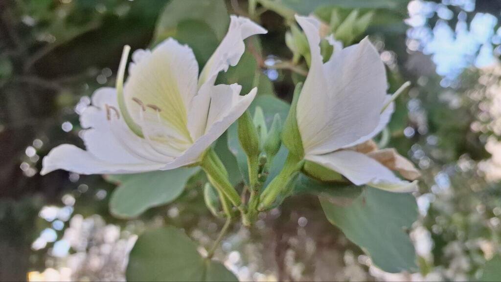 Баухиния белая (Фото: Анастасия Тадсон) Баухиния белая