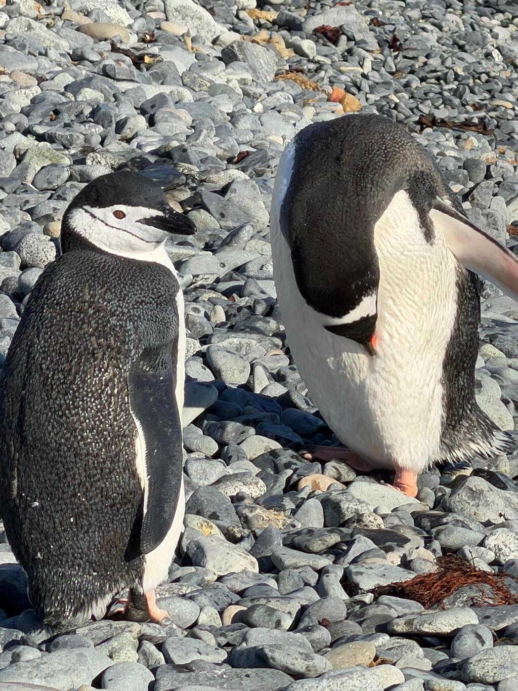 פינגווינים שהגיעו לצפות באירוע