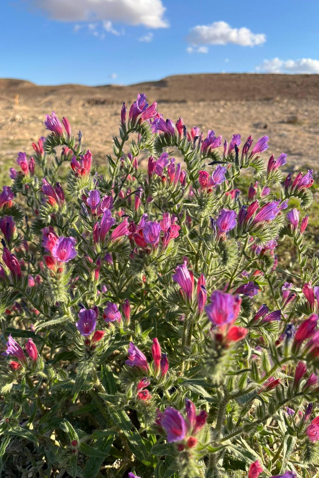 פריחה במדבר