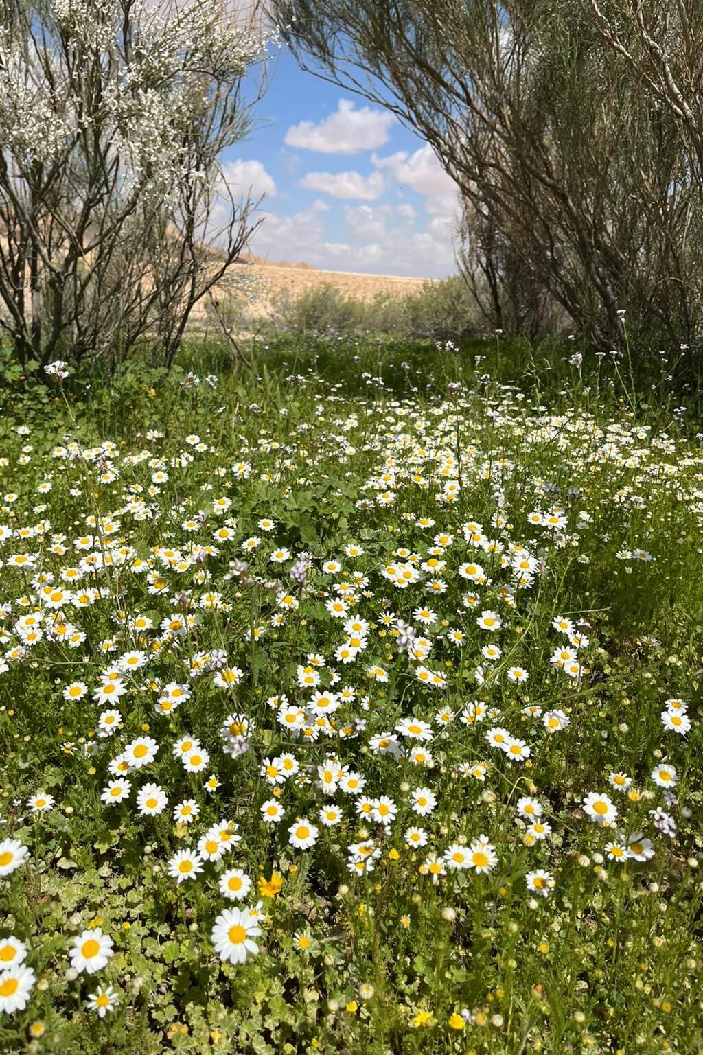 קחוון, צולם בנחל ליד נחל מדור