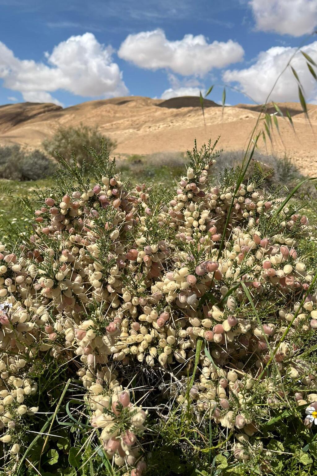 רותם המדבר, שמורת המכתש הגדול