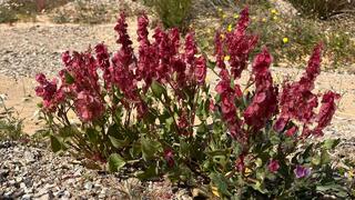 חומעה ורודה ליד גבעת חצבה