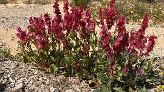 חומעה ורודה ליד גבעת חצבה