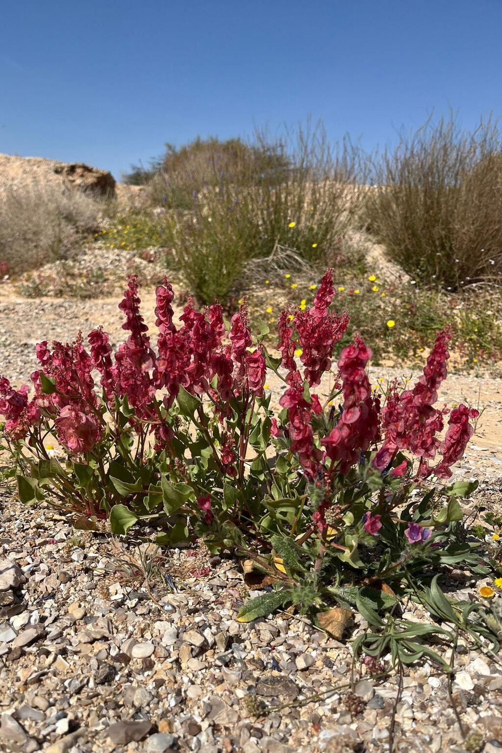 חומעה ורודה ליד גבעת חצבה