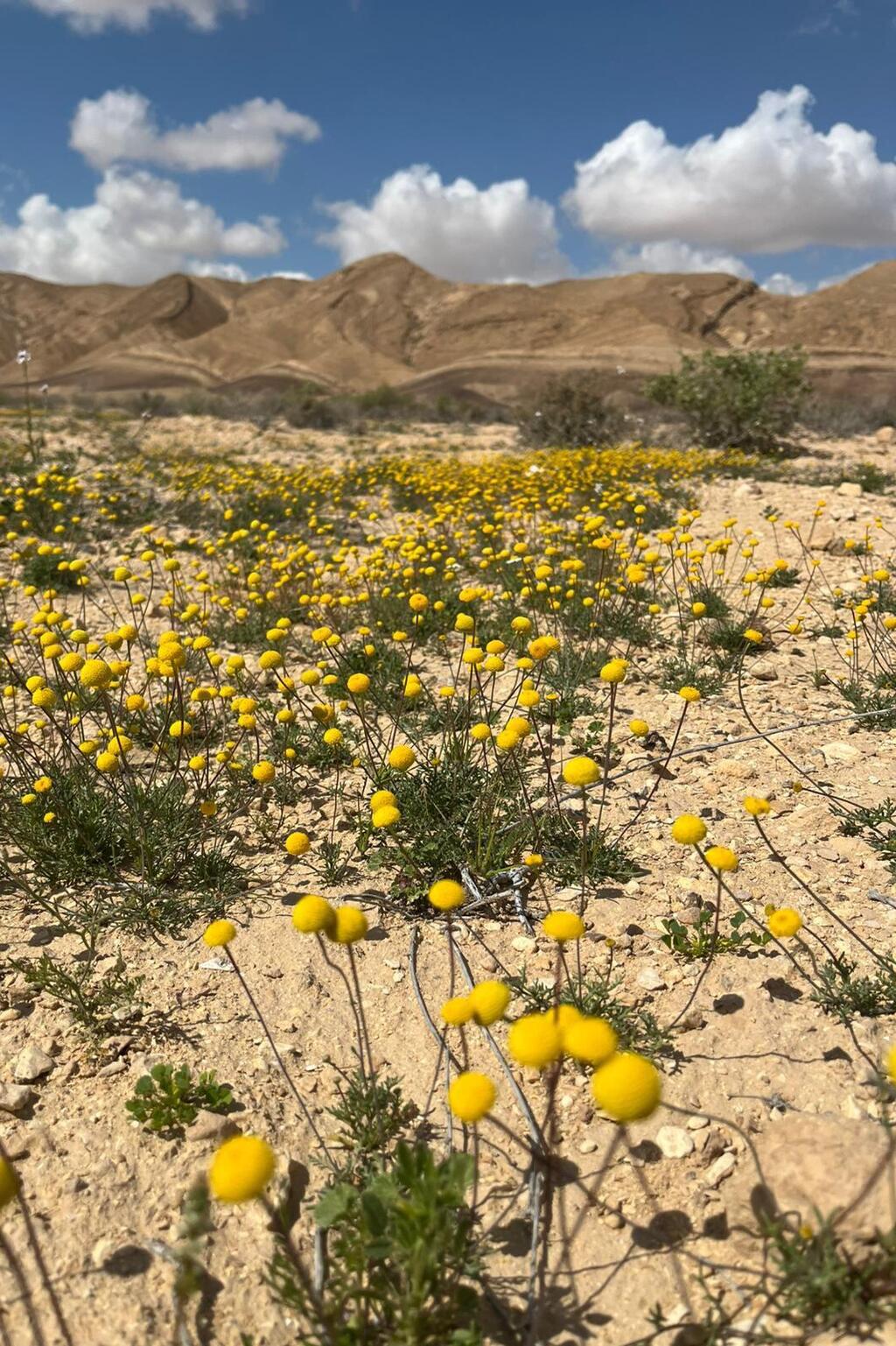 אהרונסונית פקטורובסקי, ליד נחל צין
