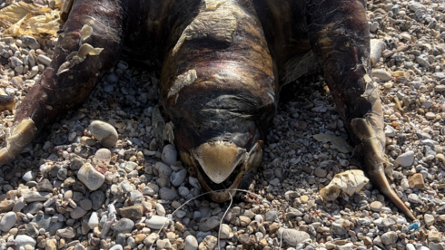 צב הים החום המת שאותר בחוף אכזיב, עם קרס וחוט דיג בפיו