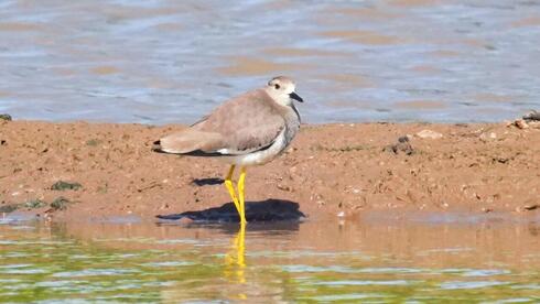 קיווית לבנת-זנב בפארק אריאל שרון