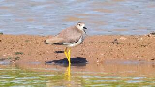 קיווית לבנת-זנב בפארק אריאל שרון