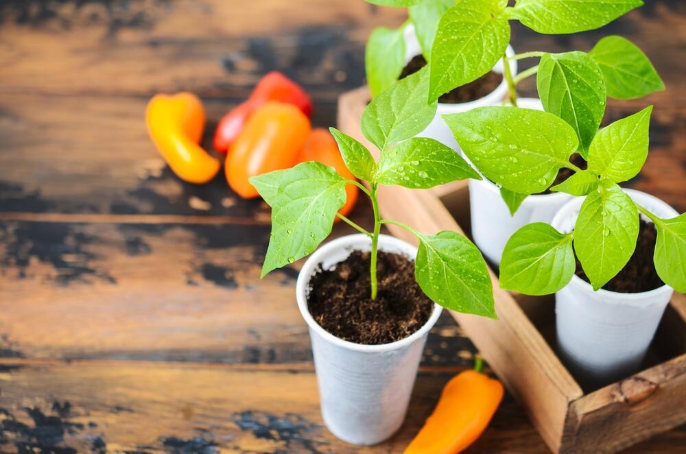 Проросшие семена перца украсят любое помещение 