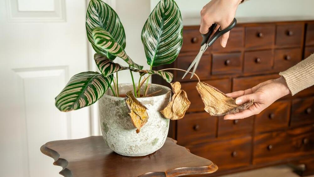 Воспользуйтесь свободным временем, чтобы удалить сухие листья (Фото: shutterstock) Воспользуйтесь свободным временем, чтобы удалить сухие листья