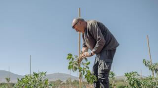 Pushko, a farmer from Kibbutz Misgav Am, replanting avocado orchards