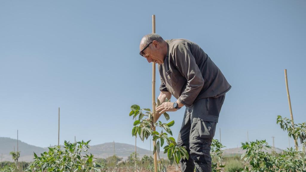 Pushko, a farmer from Kibbutz Misgav Am, replanting avocado orchards