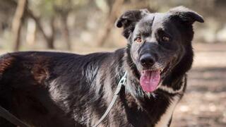 הכלב בונד בבית מחסה של "תנו לחיות לחיות"