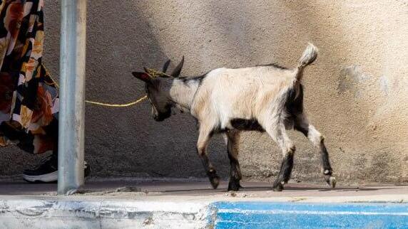 גדי בבני ברק, כפי שתועד בפורים