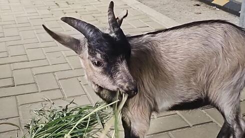 הגדי לאחר שהוחרם על ידי פקחי משרד החקלאות