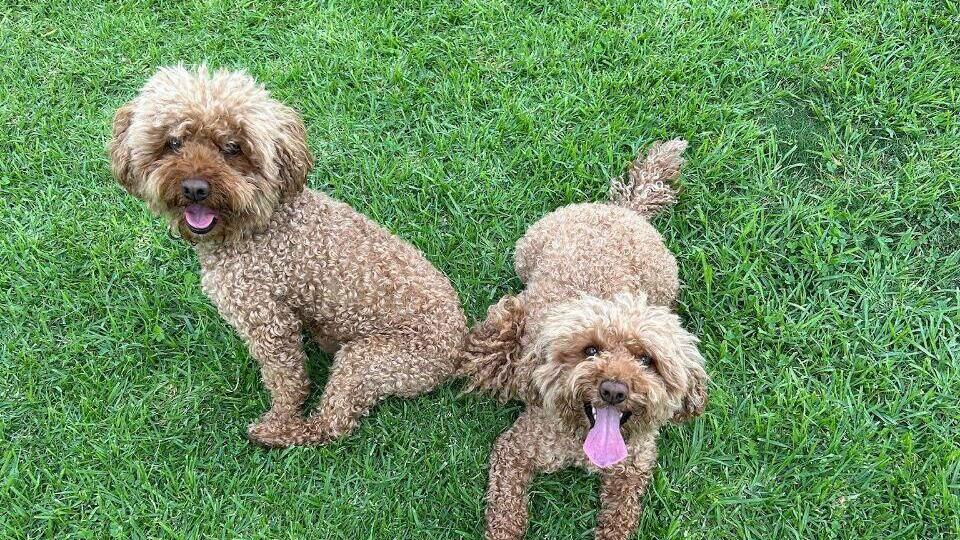 הכלבים של בן אביטל