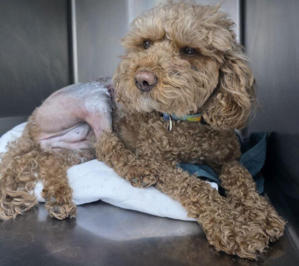 Цили после операции (Фото: семейный альбом) צילי, אחרי ניתוח אורטופדי ברגליים