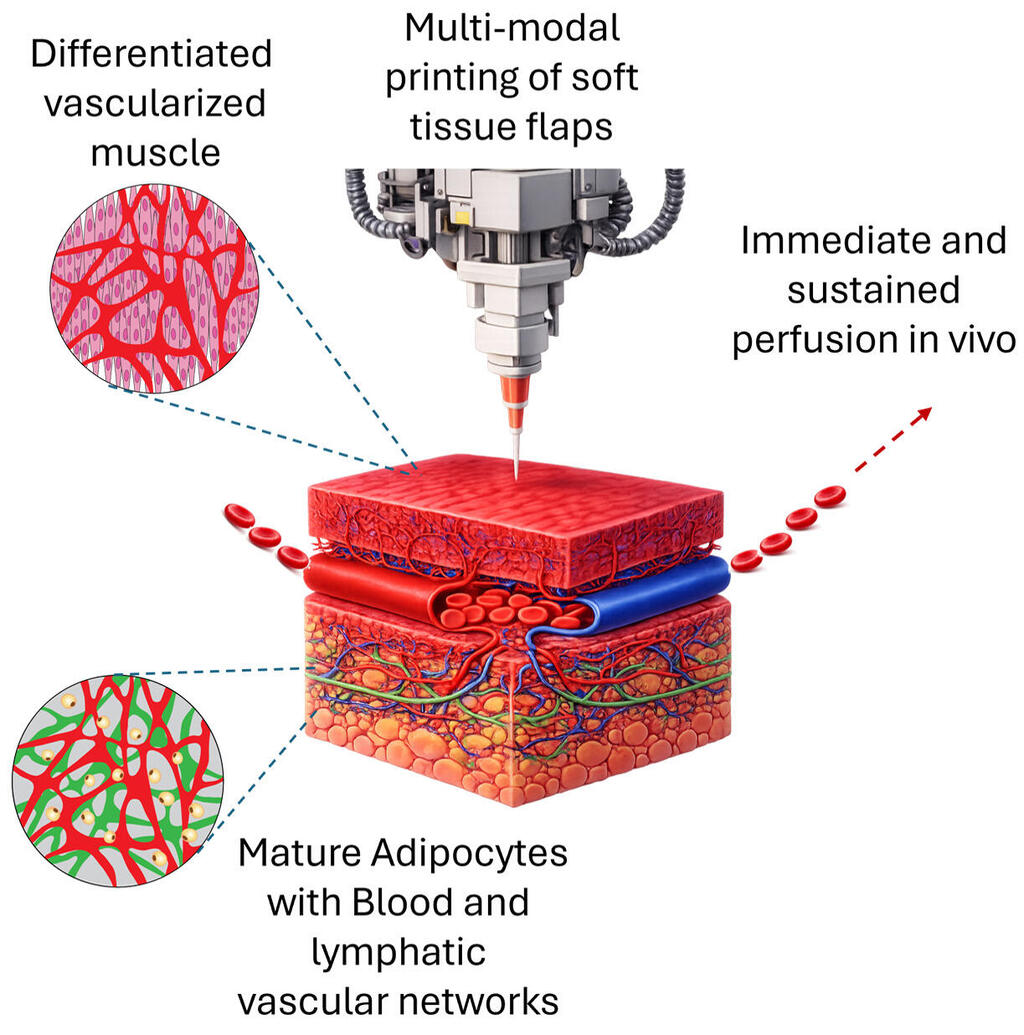 Graphic abstract (from bottom left, clockwise): Muscle tissue containing mature cells and vascular networks; fat tissue containing blood vessels and lymphatic networks; printing of these flaps; and immediate perfusion of the flap by the host tissue 