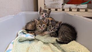 שלושת הגורים שמחפשים להם משפחה מאמצת