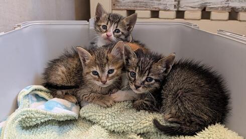 שלושת הגורים שמחפשים להם משפחה מאמצת