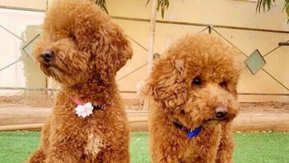 Цили и Гили - пудели, раненные осколком ракеты в Эйлате (Фото: семейный альбом) צילי וגילי