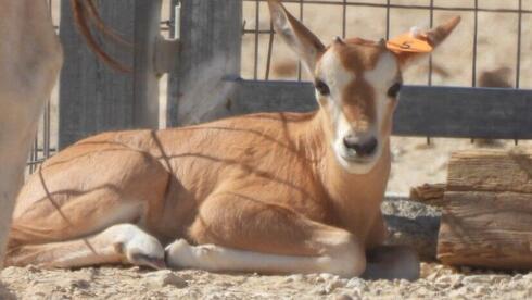 עגל ראם סהרה בחי בר ביטבתה