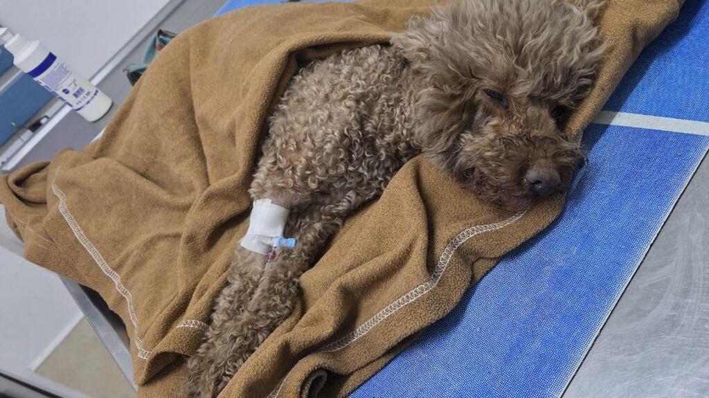 Гили медленно приходит в себя перед операцией (Фото: семейный альбом) גילי, עוד עם משככי כאבים בהתאוששות