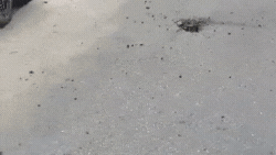 פגיעה בראשון לציון