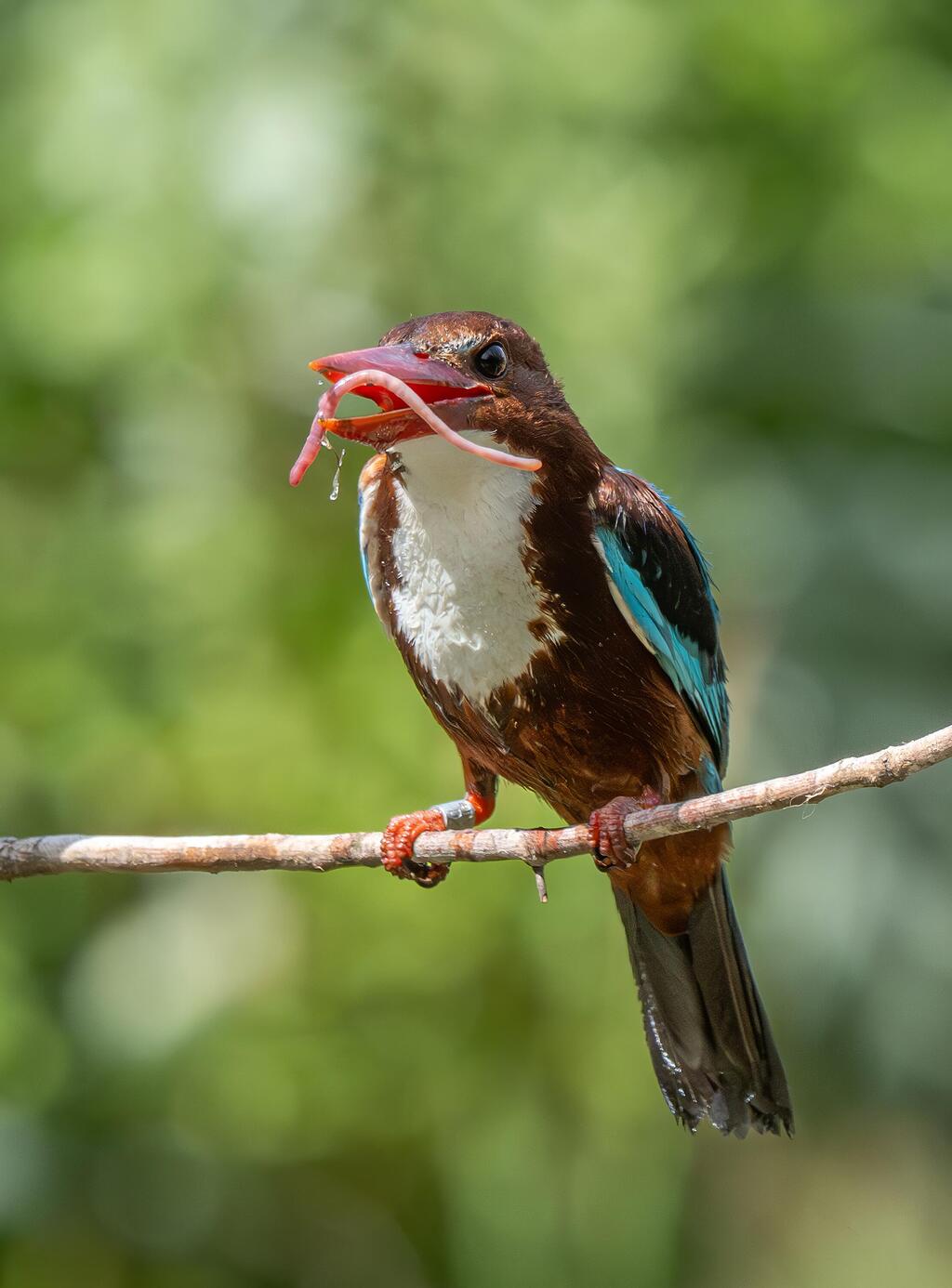 שלדג לבן-החזה מתענג על שלשול הגשם