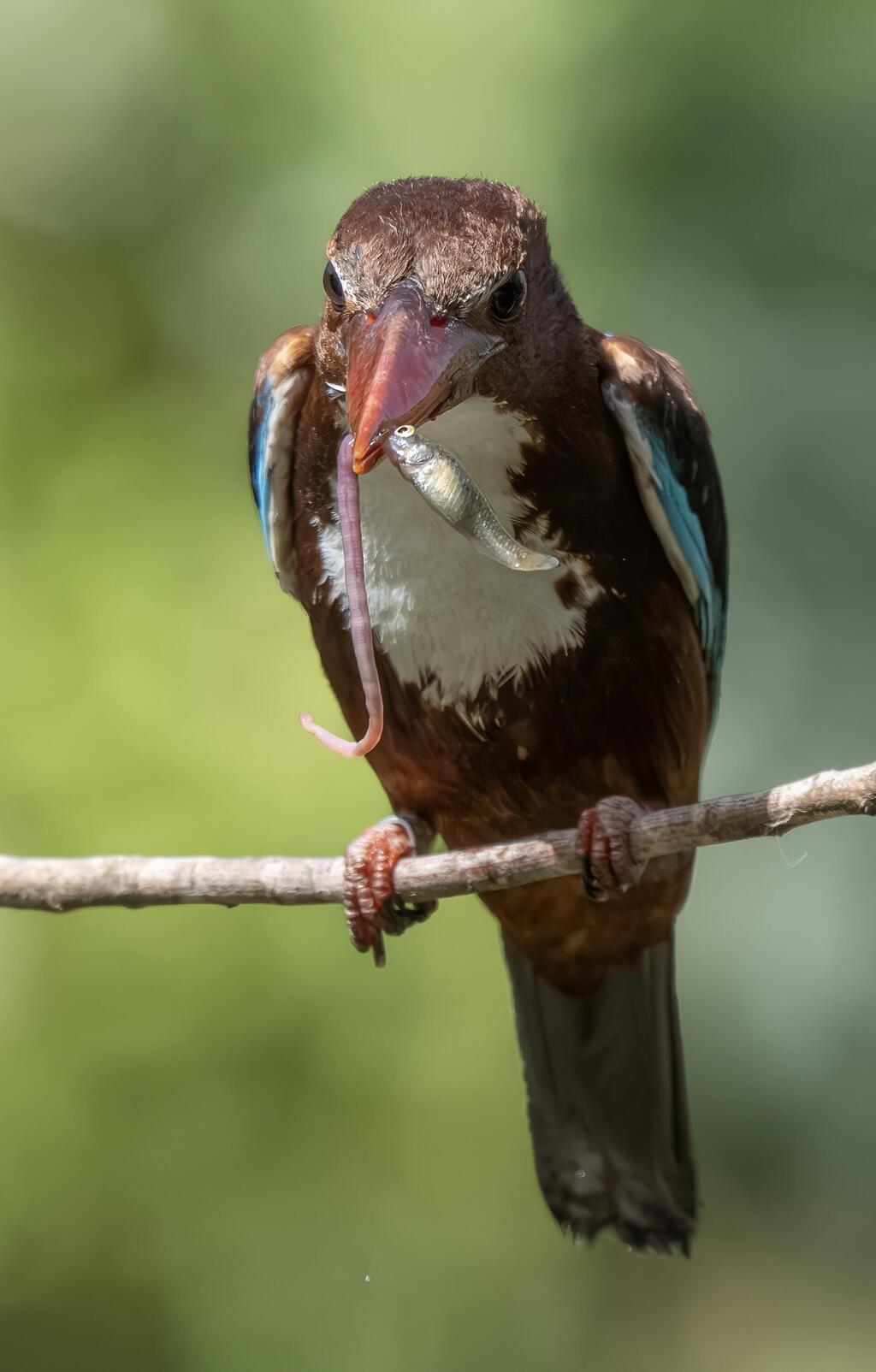שלדג לבן-החזה אוחז בדג עם שלשול גשם במקורו