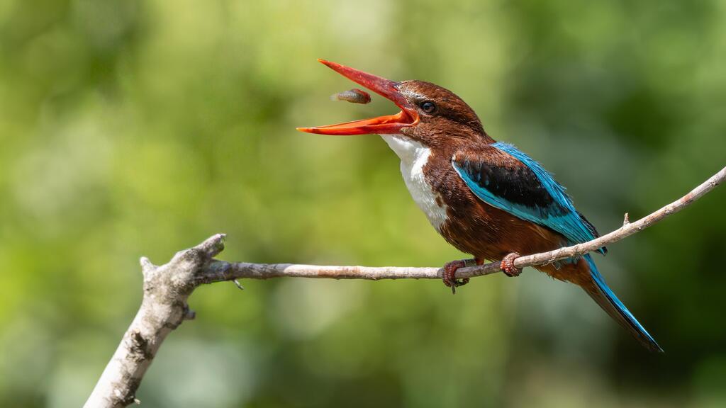 שלדג לבן-החזה "מקפיץ" את הדג בלי שלשול הגשם