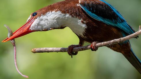 שלדג לבן-החזה אוחז בדג עם שלשול גשם במקורו