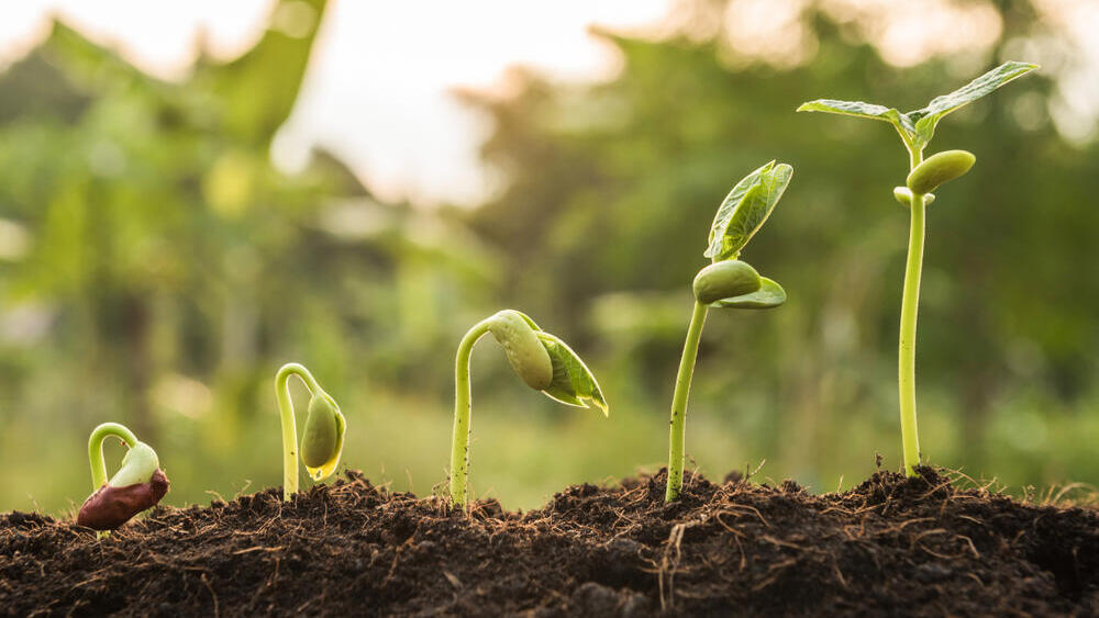 אבולוציה של צמחים