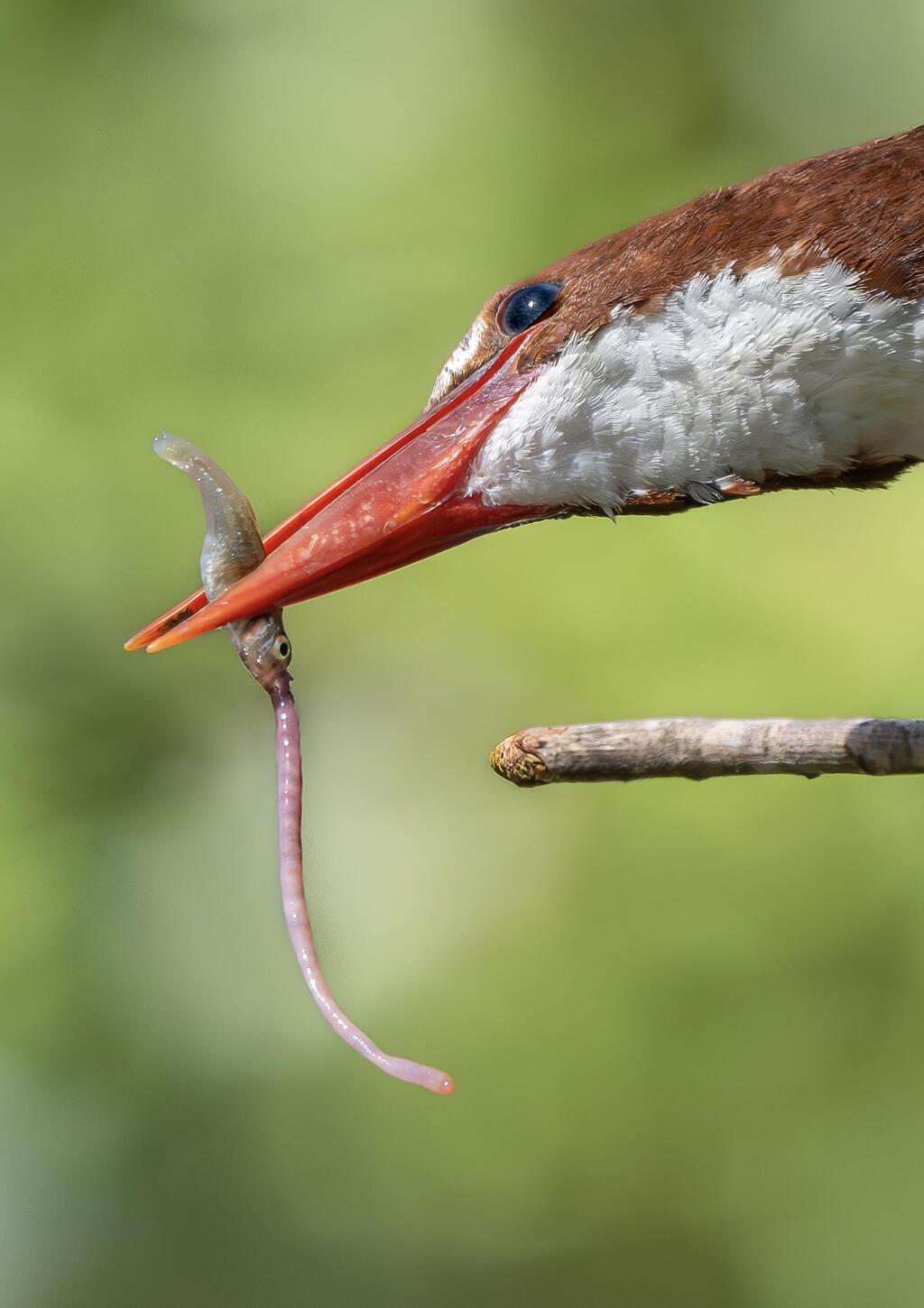 שלדג לבן-החזה אוחז בדג עם שלשול גשם במקורו