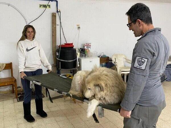 הכלב ברי על אלונקה במקלט