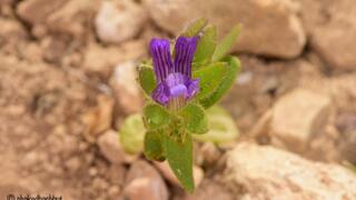 נראה לאחרונה בישראל ב-2007. פומה פרסית