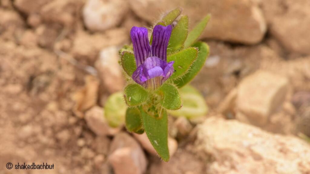 נראה לאחרונה בישראל ב-2007. פומה פרסית