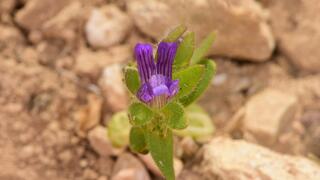 נראה לאחרונה בישראל ב-2007. פומה פרסית