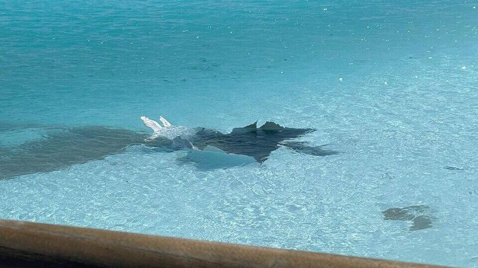 נפילה בבריכה בפארק דרום בת"א