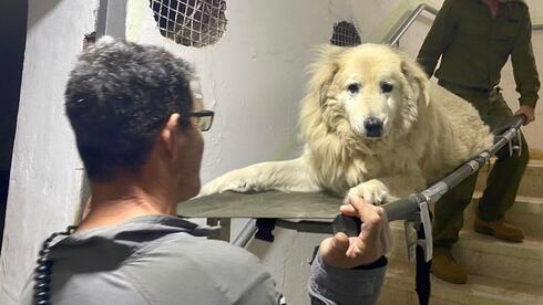 בדרך החוצה מהמקלט. הכלב ברי על אלונקה