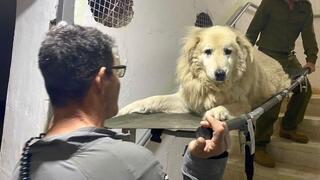 בדרך החוצה מהמקלט. הכלב ברי על אלונקה