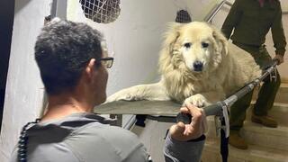 בדרך החוצה מהמקלט. הכלב ברי על אלונקה